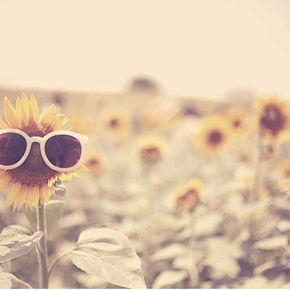 Sonnenblume mit Sonnenbrille