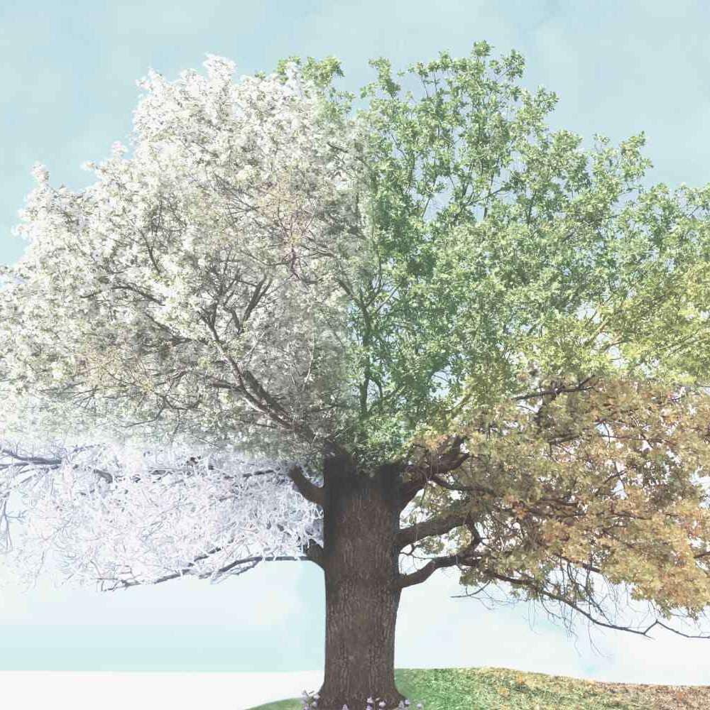 Herbstbeginn: Großer Baum mit Blättern