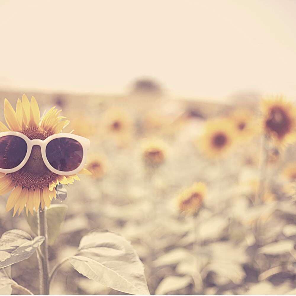 Sonnenblume als Symbol der Dankbarkeit und Freude