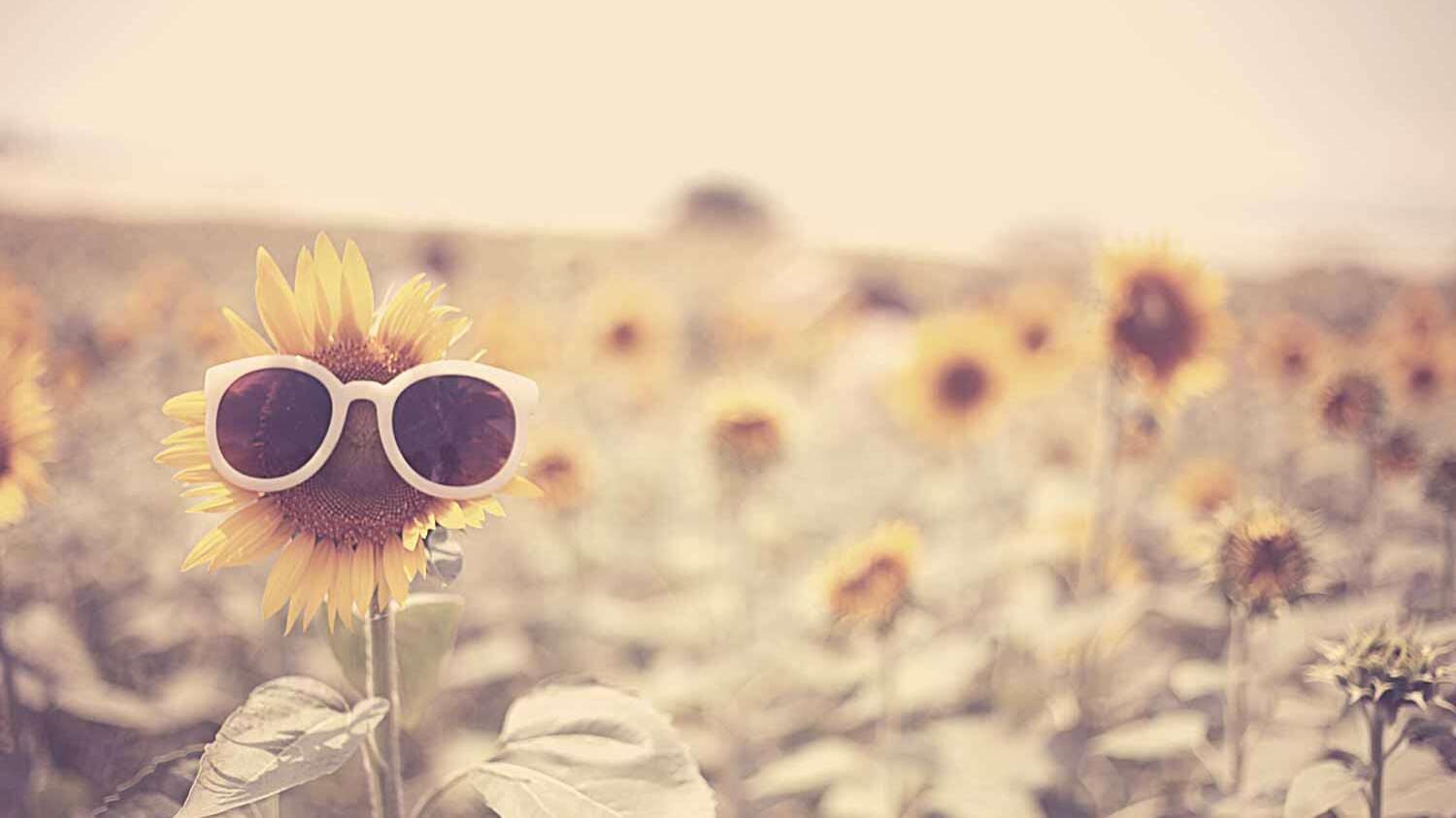 Sonnenblume mit Sonnenbrille