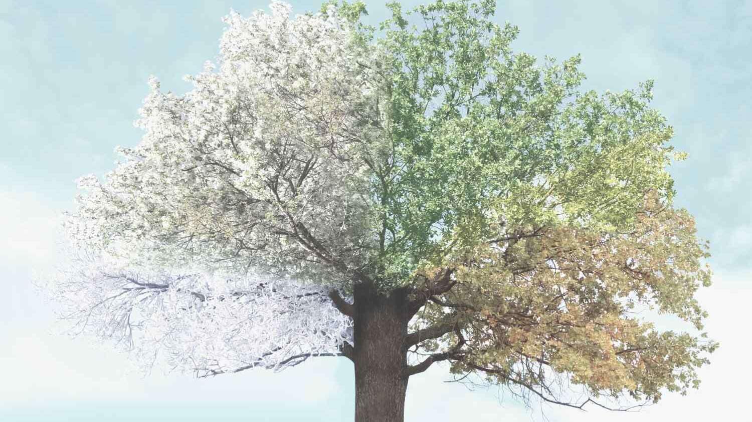 Herbstbeginn: Großer Baum mit Blättern