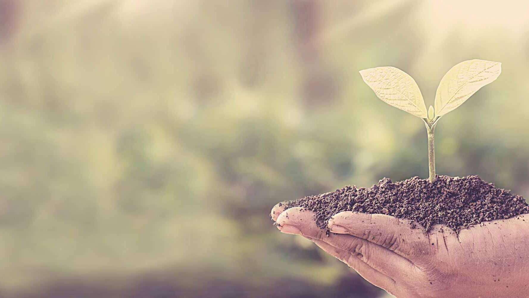 Hand mit Erde und Pflänzchen